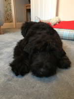 black russian terrier in a small flat