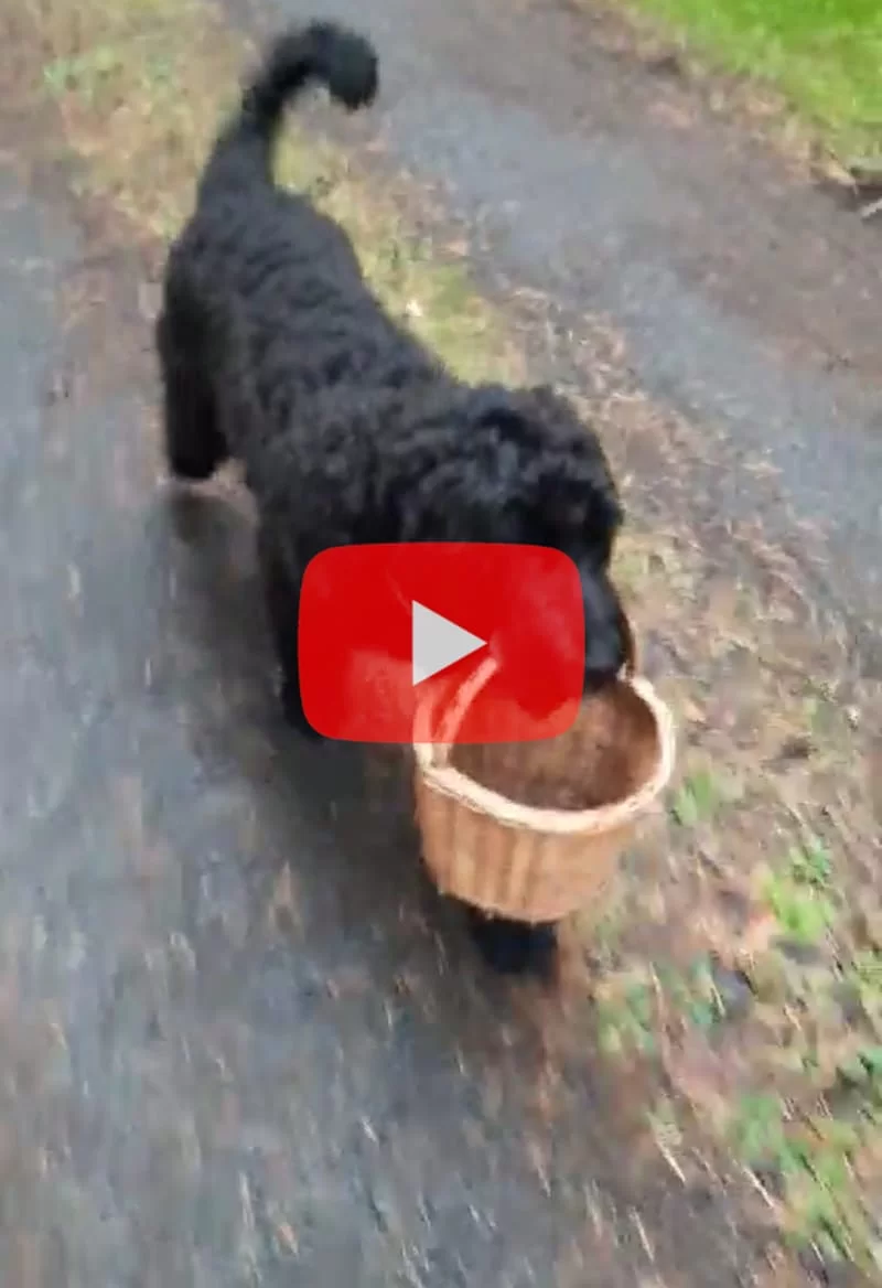 black Russian terrier puppy from Czech Republic Astra Fidelis Oliver