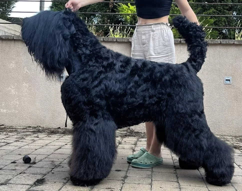 how much does a black russian terrier eat