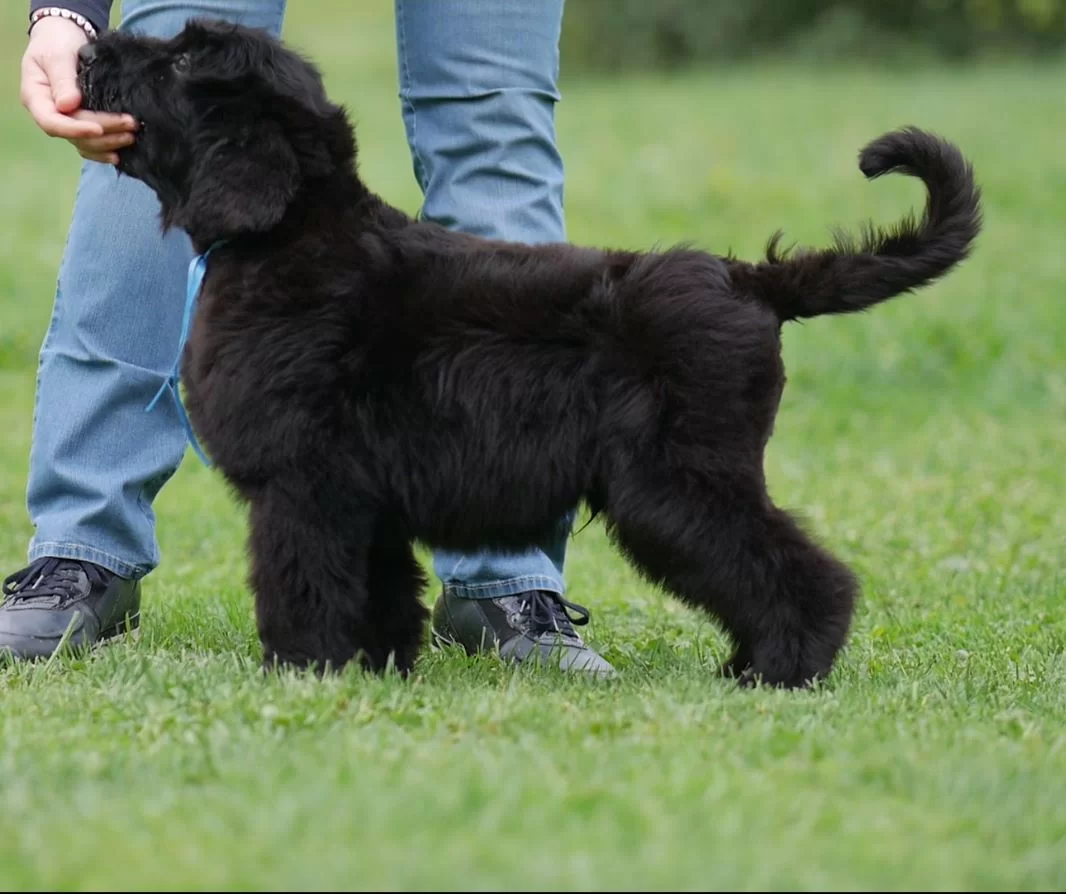 Dog Puppy Breeder Fun Pets Gift #15560 4 Set Black Russian Terrier Coaster